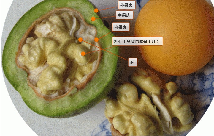 这是核果(drupe)的定义【果实类型】肉质果,内含一枚种子三层果皮性质